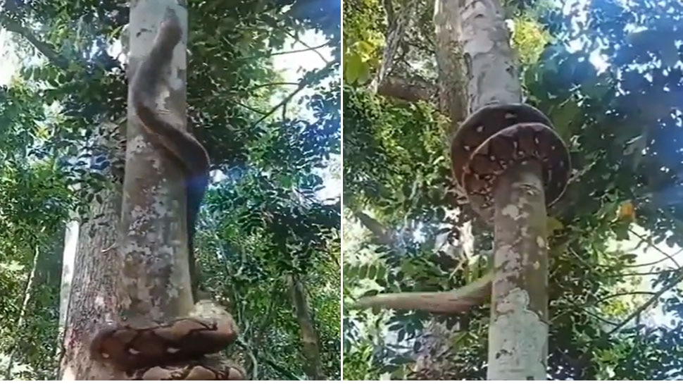 Viral Video: Python Snake Climbing Tree So Fast Snake Strange Shocking ...