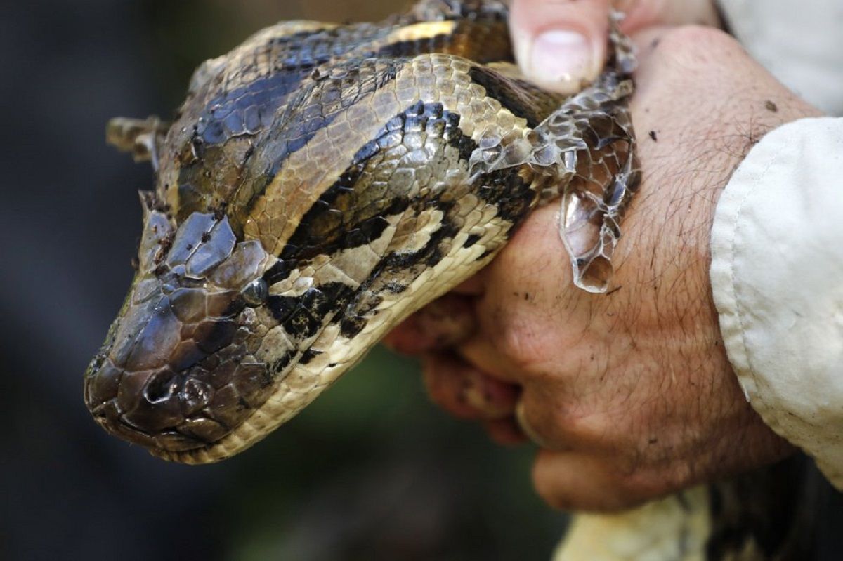 Three Pythons Man kept three pythons inside his pants: see what happened next ...