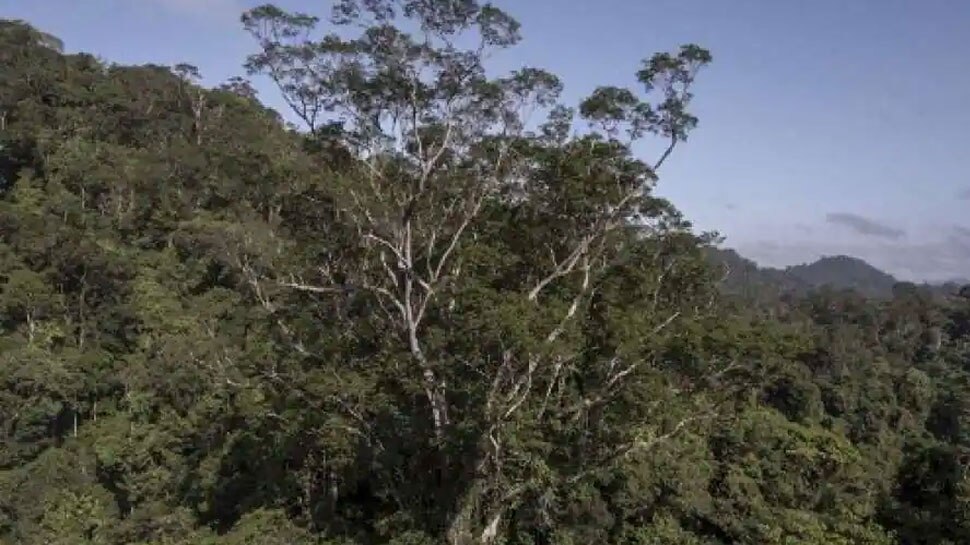 tallest tree of world is over 80 meeters 19 member scientists reach ...