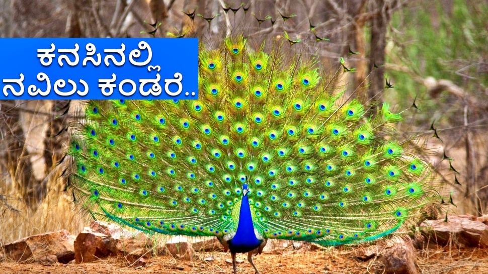 Peacock in your dream will say a lot about your future ಕನಸಿನಲ್ಲಿ