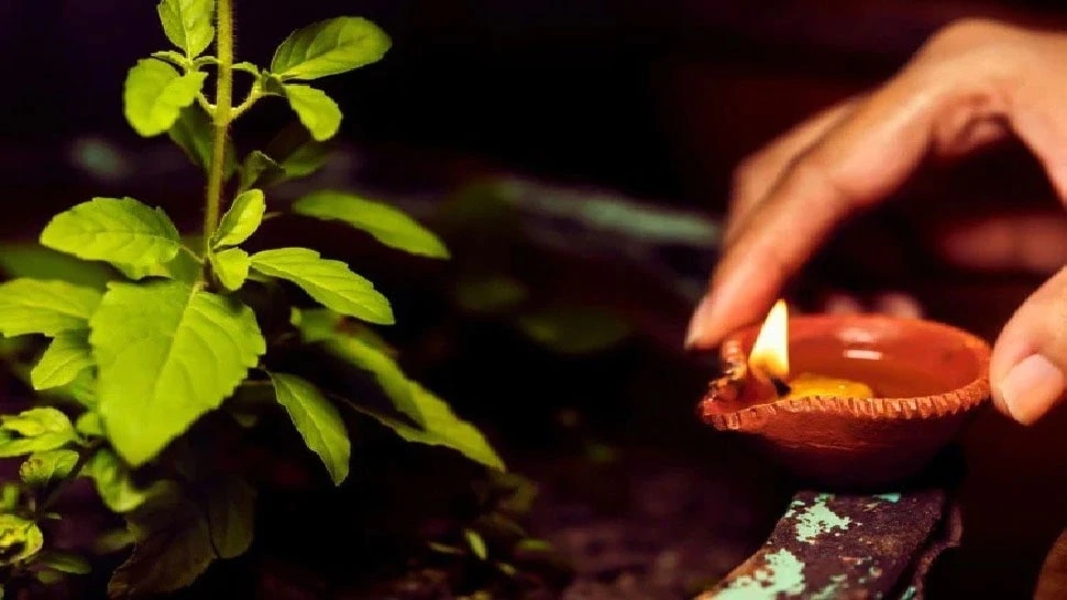 Tulsi Remedies : ಮನೆಯ ಹಣಕಾಸಿನ ಸಮಸ್ಯೆಗಳಿಗೆ ತುಳಸಿ ಗಿಡದ ಪರಿಹಾರಗಳು! 