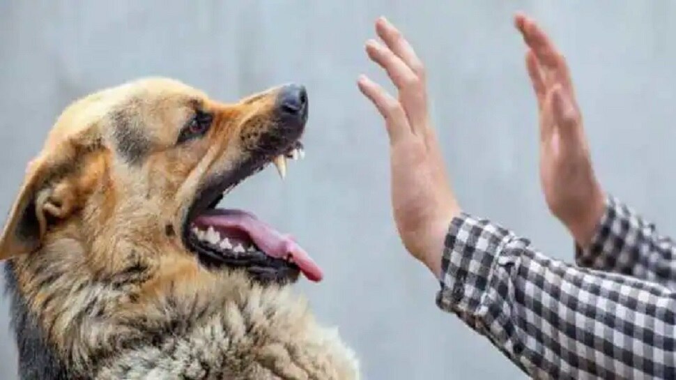 Here is an easy trick to avoid being attacked by stray dogs Stray Dog Attack ಬೀದಿನಾಯಿಗಳ