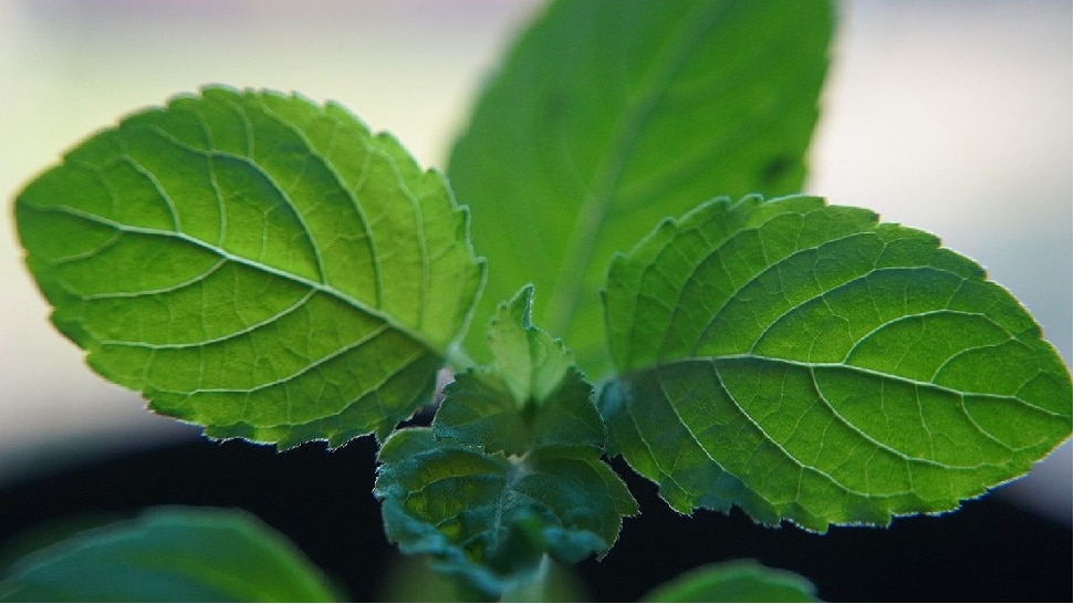 tulsi leaves health benefits basil helps maintain skin health