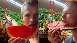 Lizard Eating Watermelon: ಯುವಕನೊಂದಿಗೆ ಕಲ್ಲಂಗಡಿ ತಿನ್ನುತ್ತೆ ಈ ಹಲ್ಲಿ!