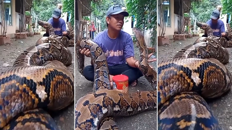 Man Sitting With a Huge Python on his lap Video has gone Viral | ಭಾರೀ ...