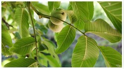  ಈ ಎಲ್ಲಾ ಸಮಸ್ಯೆಗಳಿಗೆ ರಾಮಬಾಣ ಪೇರಳೆ ಎಲೆ 