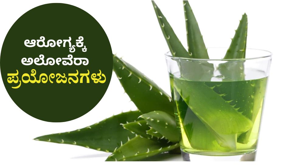 Aloe vera is a rich source of nutrients, drinking its juice daily to