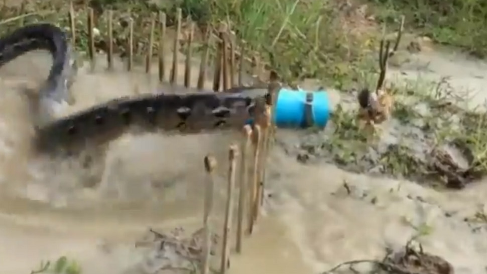 man use chicken trapping python viral video internet Viral Video ...