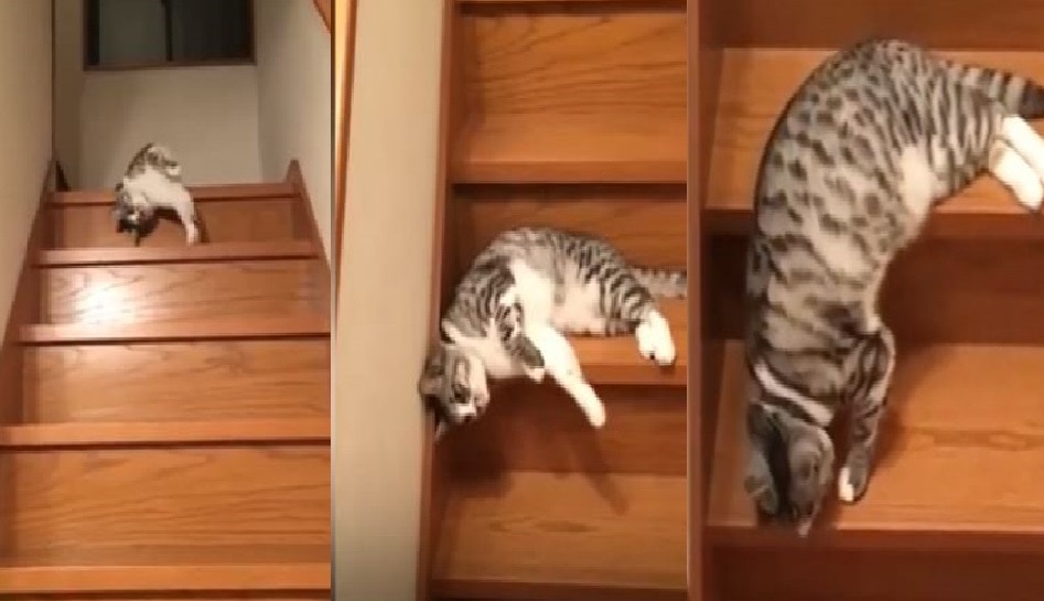 Cat Funny Video: ಮೆಟ್ಟಿಲು ಇಳಿಯೋಕು ಈ ಬೆಕ್ಕಿಗೆ ಸೋಮಾರಿತನ: ಏನು ಮಾಡಿದೆ ಅಂತಾ ನೀವೆ ನೋಡಿ