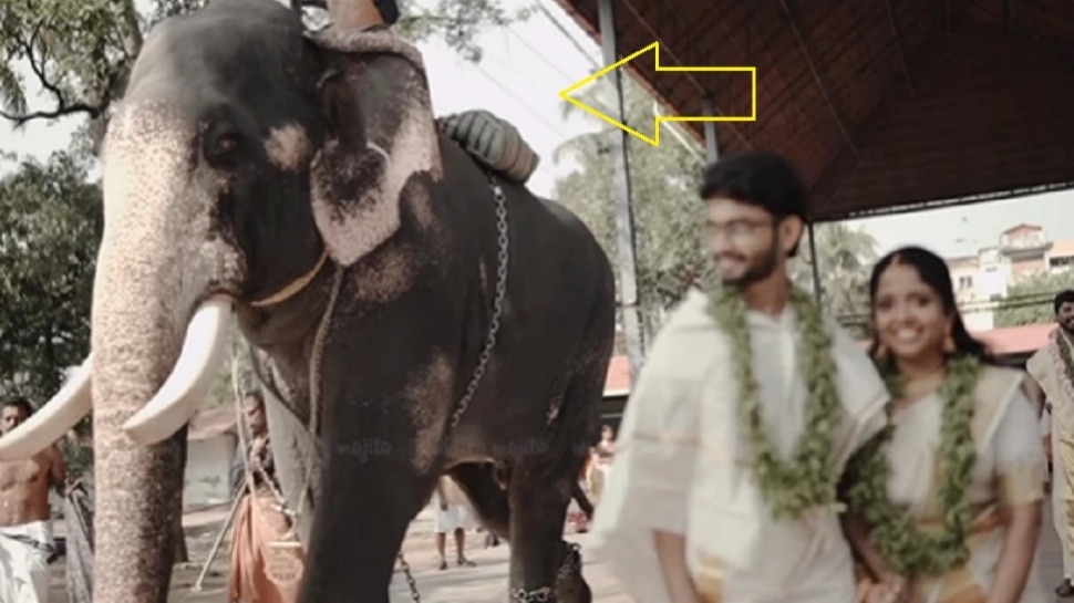 Elephant attack during wedding photoshoot video goes viral ಮದುವೆ