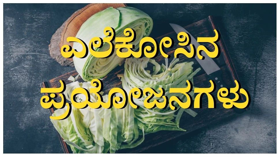 Cabbage is like panacea to cure these diseases ಈ ರೋಗಗಳನ್ನು ಗುಣಪಡಿಸಲು