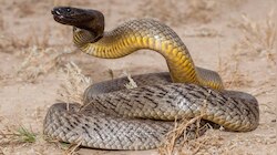 World's Most Venomous Snake: ಒಂದೇ ಏಟಿಗೆ 100 ಜನರನ್ನು ಮಸಣಕ್ಕಟ್ಟುತ್ತಂತೆ ಈ ಹಾವು