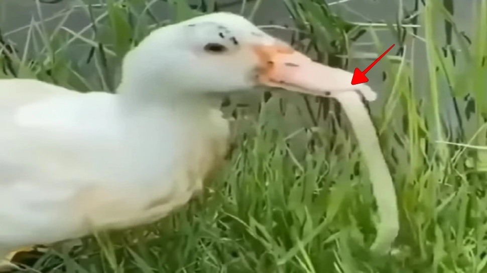 Duck eating live poisonous snake video viral on social media ಜೀವಂತ