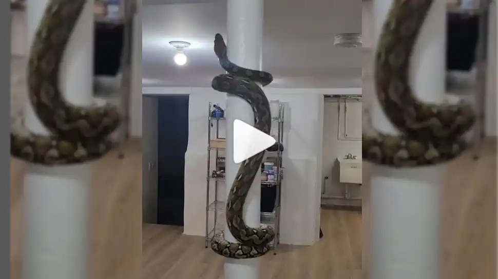 20 feet python video goes viral | ಮನೆಯ ಕಂಬವೇರಿ ಕುಳಿತ 20 ಅಡಿ ಉದ್ದದ ...
