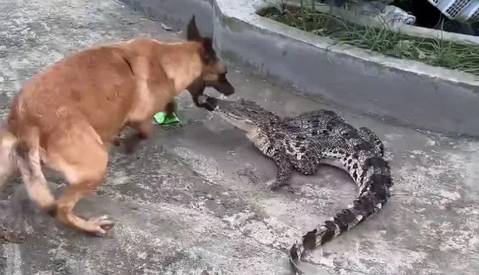 crocodile with tape on jaw fight with dog near a house viral video goes