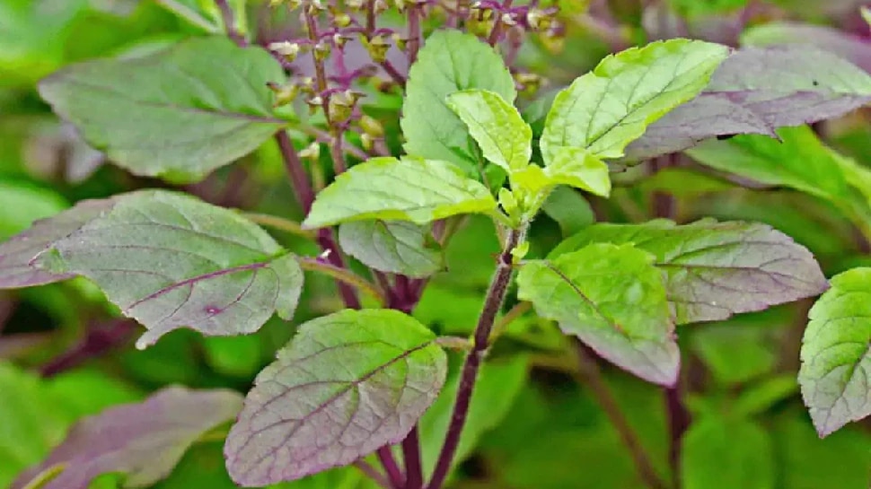 way to plucking basil leaves basil plant importance in hindu religion jyotish shastra Tulsi