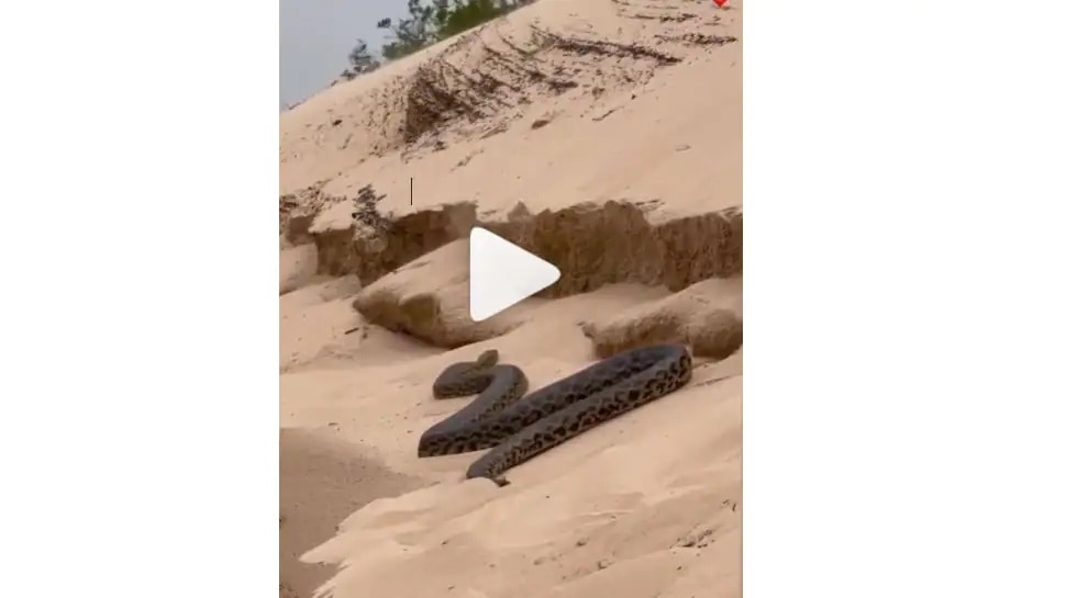 16 feet python video goes viral | ಕಡಲ ತೀರದಲ್ಲಿ ಹರಿದಾಡಿತು 16 ಅಡಿ ಉದ್ದದ ...