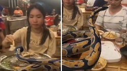 Python Video : ಐಷಾರಾಮಿ ಹೋಟೆಲ್‌ನಲ್ಲಿ ಹುಡುಗಿಯರ ಜೊತೆ ಹೆಬ್ಬಾವಿನ ಡಿನ್ನರ್‌ ಪಾರ್ಟಿ 