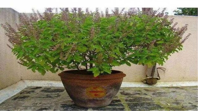 basil plant poverty goes away happiness and blessings come in ife