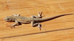 Lizards At Home : ಮನೆಯಲ್ಲಿ ಹಲ್ಲಿ ಕಾಟವೇ? ಹೀಗೆ ಮಾಡಿ, ಒಂದೂ ಇರಲ್ಲ.!