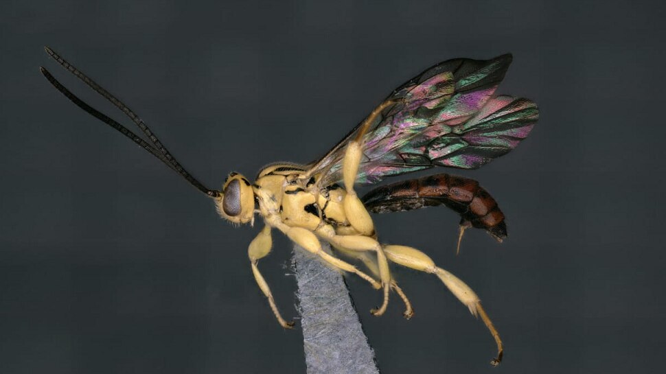 Bhimri Insect A new insect was discovered in the hills of Biligiriranga, seen for the ...