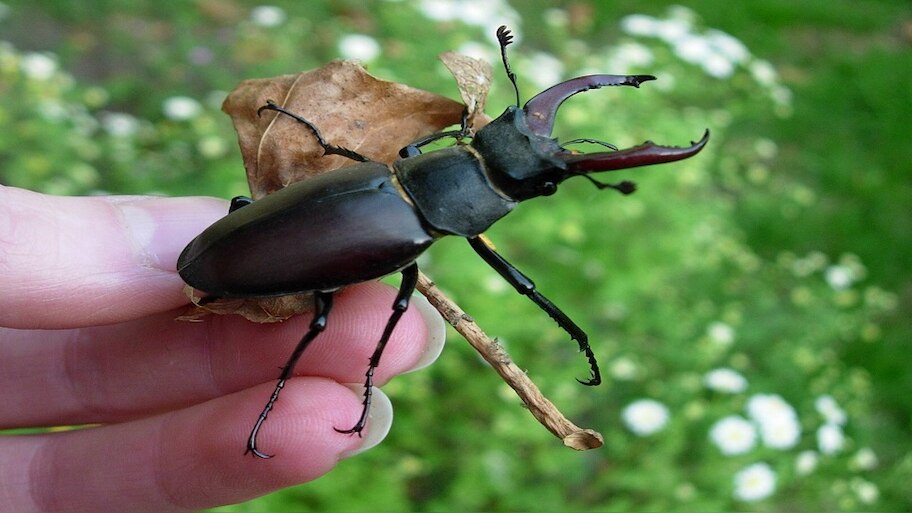 This 2 inch insect is more expensive than a Mercedes car: Do you know ...