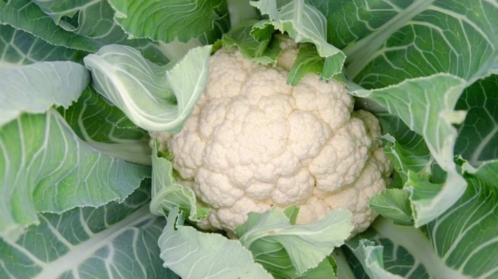 Cauliflower leaves are rich in nutrients helps to cure these diseases ಹೂಕೋಸಿನ ಎಲೆಗಳಲ್ಲಿದೆ