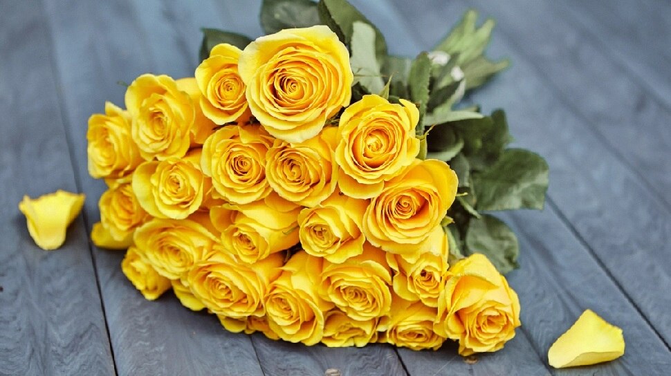 Each color rose on Valentine's Day has a different meaning ಪ್ರೇಮಿಗಳ ದಿನದಲ್ಲಿ ನೀಡುವ ಪ್ರತಿಯೊಂದು