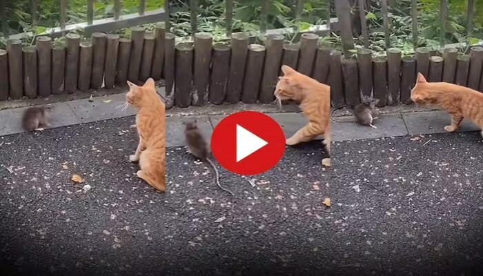 cat and rat funny fight video goes viral |Cat Rat figt Video : ಆಹಾರ ...