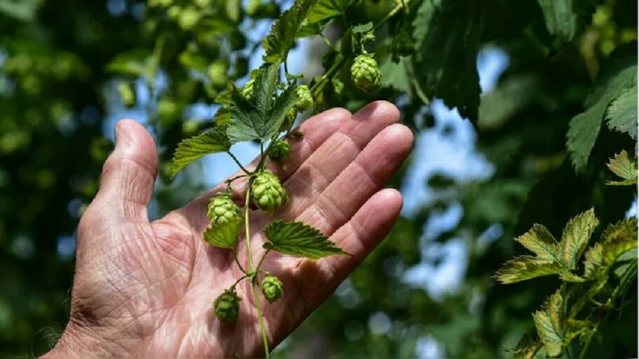 Hop shoots are most expensive vegetable in the World that lives for 20 ...