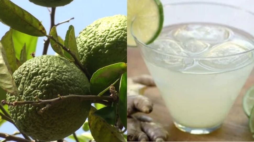 Health Tips ಎಳ್ಳಿಕಾಯಿ ಮರ ಇದ್ದರೆ ಅಪ್ಪಿತಪ್ಪಿ ಕಡಿಯದಿರಿ..! Health Tips