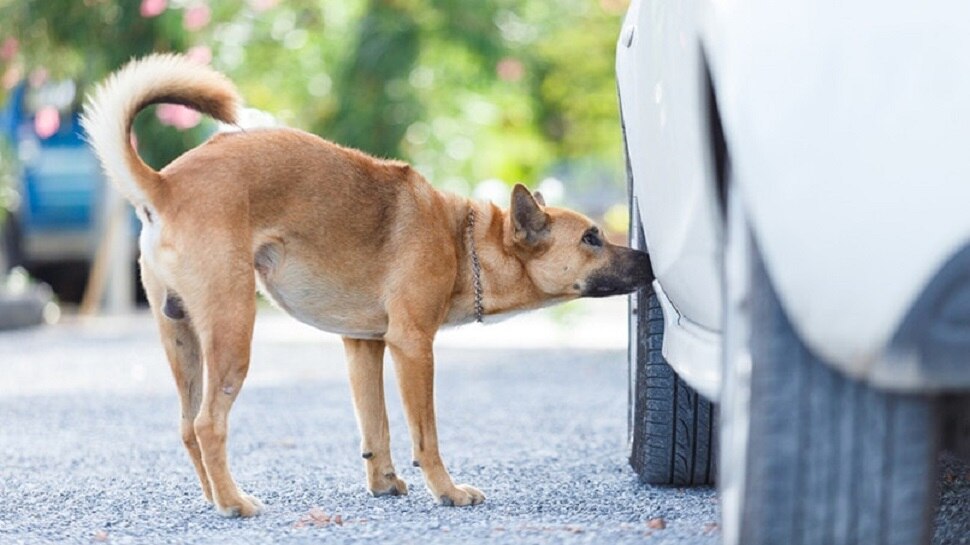 Why do dogs urinate when they see a car Tire and pole Here is the