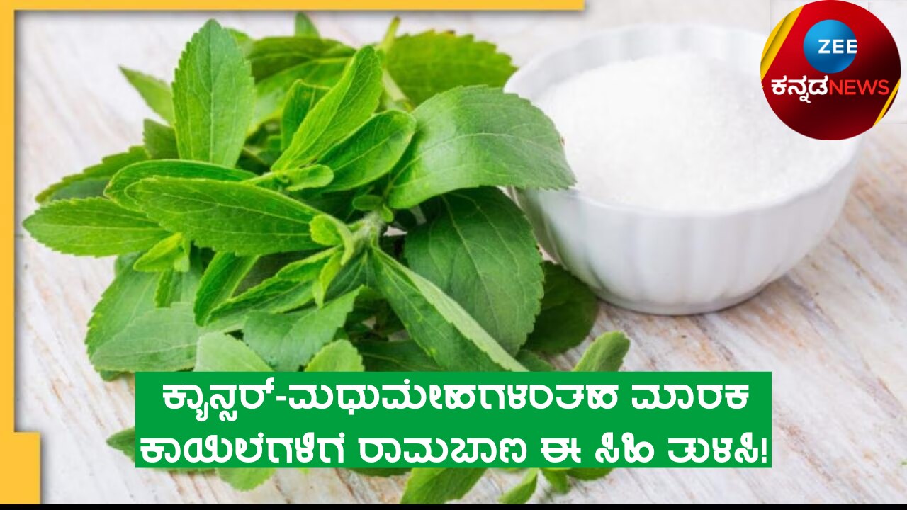 from cancer to diabetes this ayurveda plant is a boon for many other