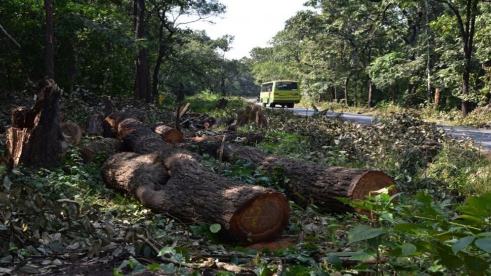 Forest destruction: ಕಾಲುವೆ ನೆಪಕ್ಕೆ ಔಷಧಿ ಸಸ್ಯಗಳು ಬಲಿ
