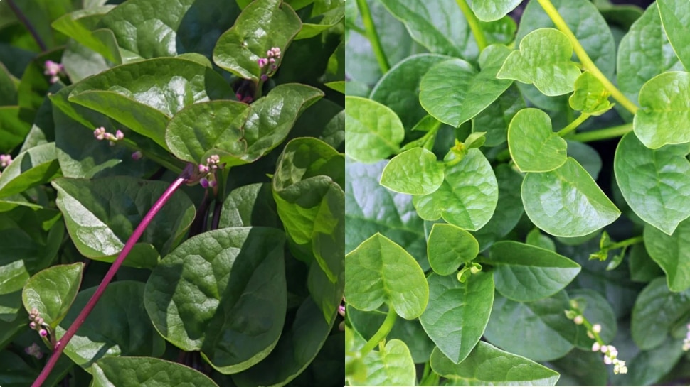 Health Benefits Of Malabar Spinach Health Tipes ಬಸಳೆ ಸೊಪ್ಪು ರುಚಿ ಮಾತ್ರವಲ್ಲದೇ ಆರೋಗ್ಯಕ್ಕೂ