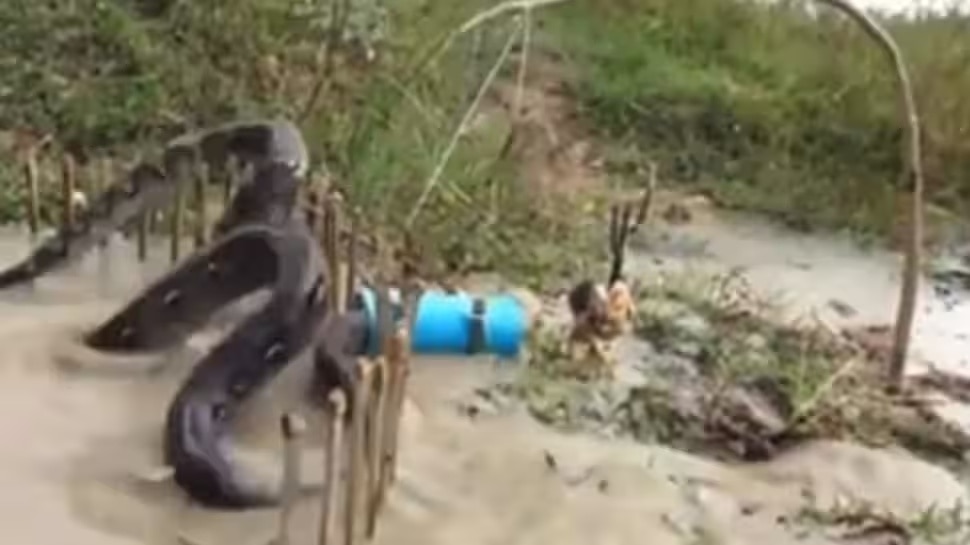 huge python got trapped at the cost of chicken video goes viral |ಕೋಳಿ ...