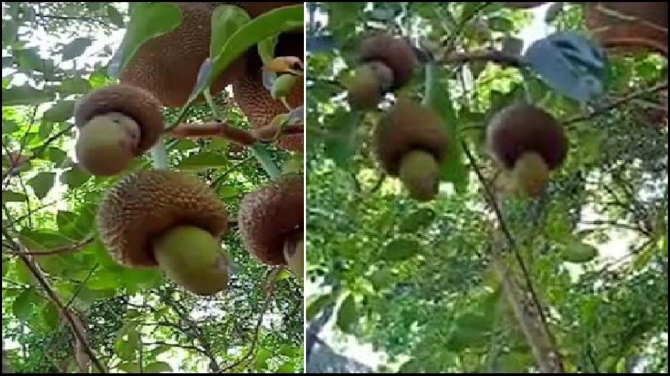 Shocking Wonder of Nature Photo Cashew shaped jackfruit in tree