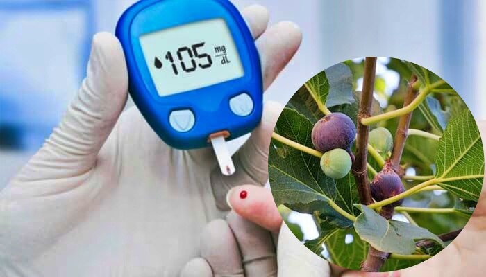 Diabetes Control Tips: ಮಧುಮೇಹಿಗಳು ಈ ಹಣ್ಣಿನ ಎಲೆ ಸೇವಿಸಿ.. ಶುಗರ್‌ ಲೆವೆಲ್‌ ಎಂದಿಗೂ ಹೆಚ್ಚಾಗಲ್ಲ!