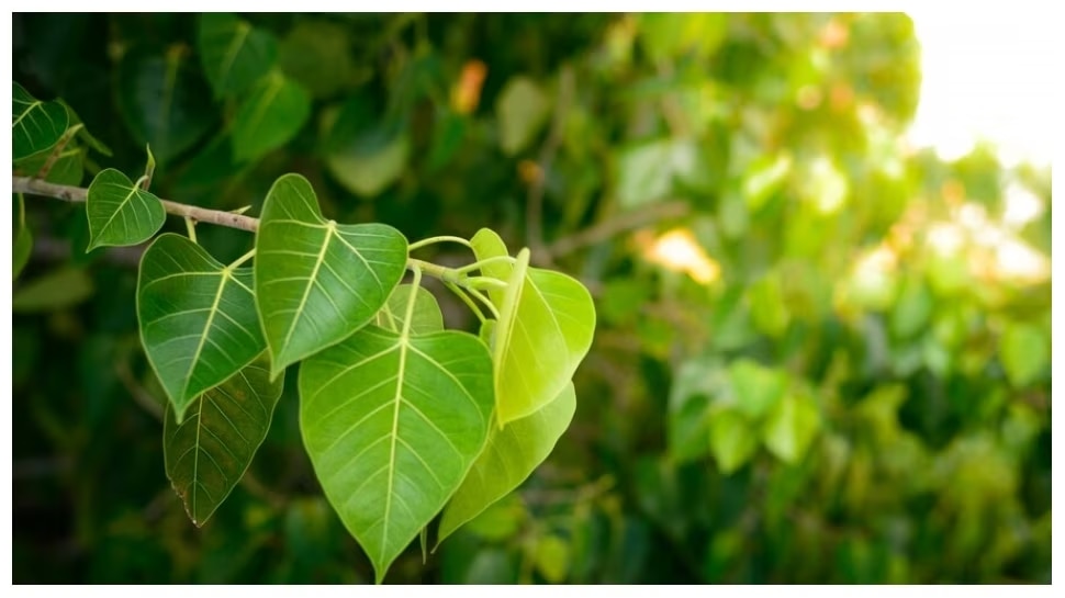 this-tree-has-many-health-benefits-and-hence-is-often-called-arogya