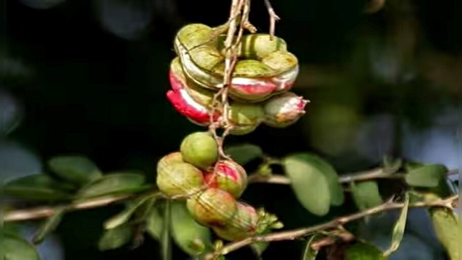 Seeme Hunase Madras Thorn health benefits | ಈ ಹಣ್ಣಿನ ಬಗ್ಗೆ ನಿಮಗೆ ...