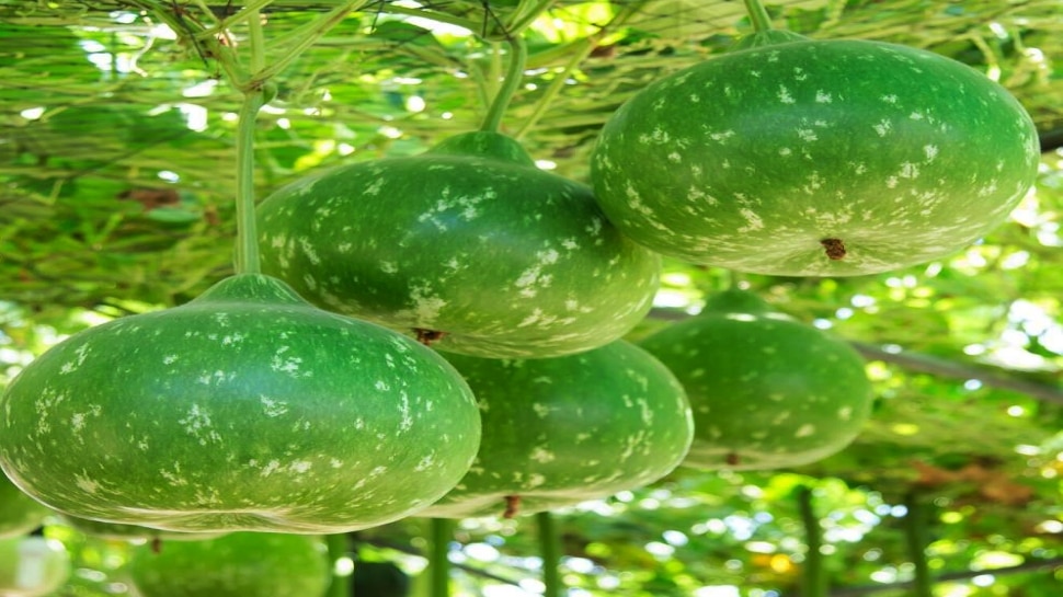 Gourd Is A good Food For Many Diseases Bottle Gourd Benefits ಹಲವು