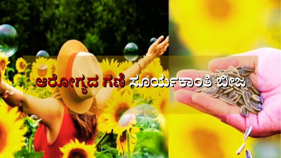 Enriched with medicinal properties sunflower seeds have amazing health