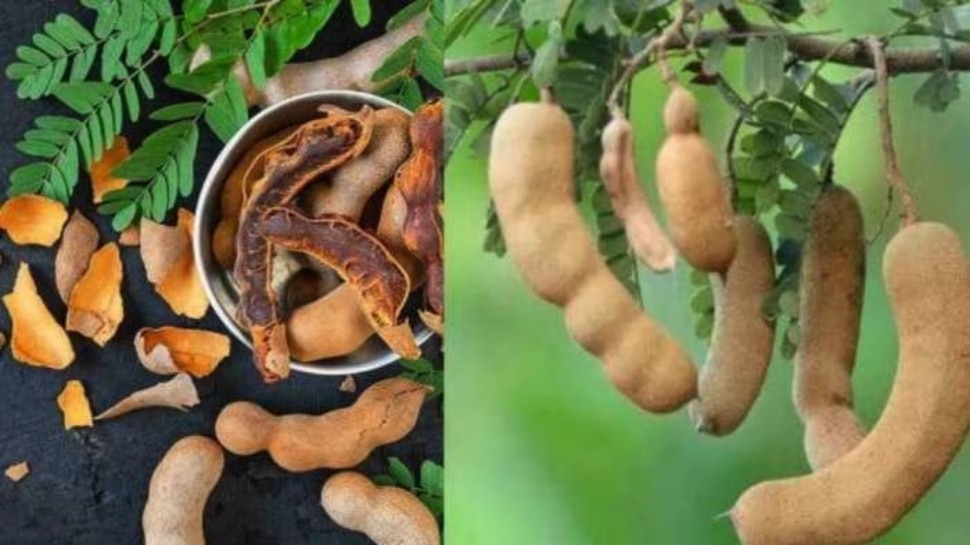 Tamarind Fruit Is Sweet And sour, So Consuming Too Much Is Dangerous To
