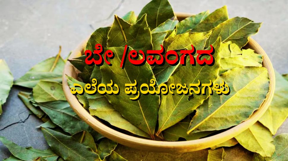 Bay Leaf Benefits Bay leaves are not only good for taste but also for