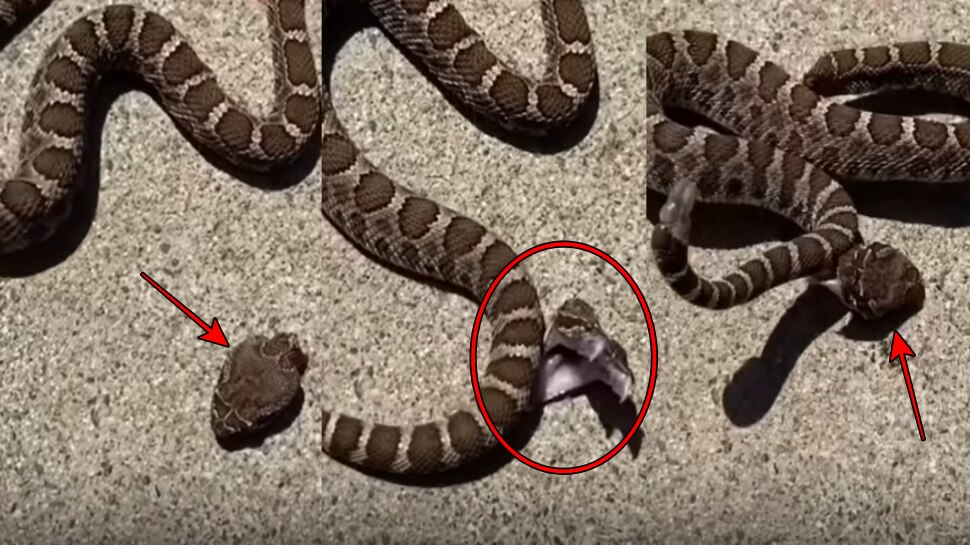 snake biting itself to death video has gone viral ಇದು ಹಠಮಾರಿ ಹಾವು