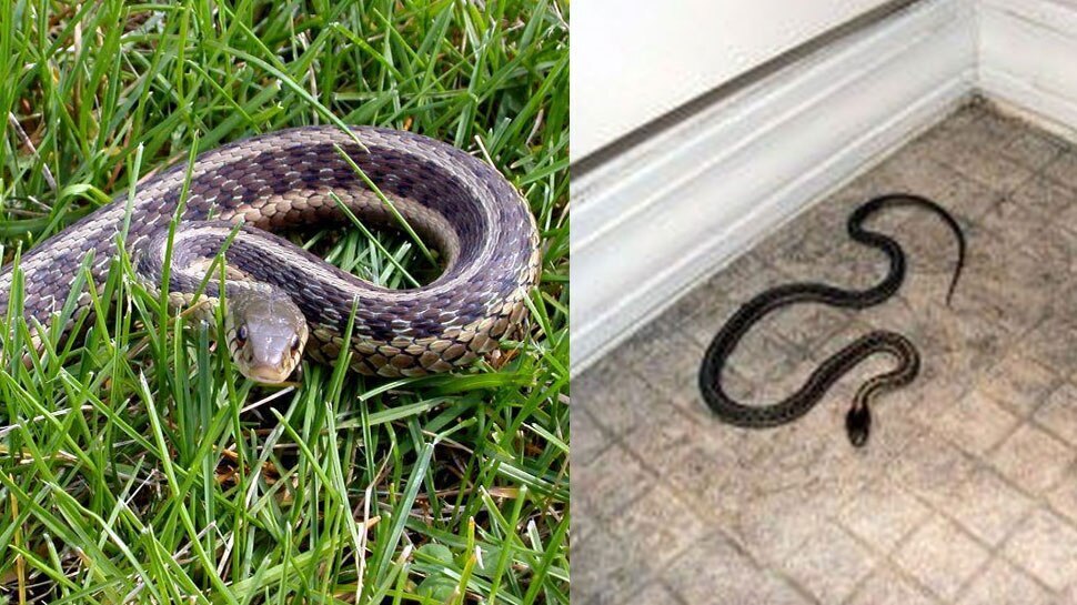 snake handling tips what to do when a snake enters your home Snake