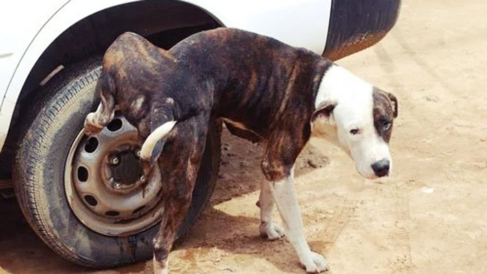 Why do dogs pee on tires or poles ನಾಯಿಗಳು ಟೈರ್ ಅಥವಾ ಕಂಬದ ಮೇಲೆ ಮೂತ್ರ