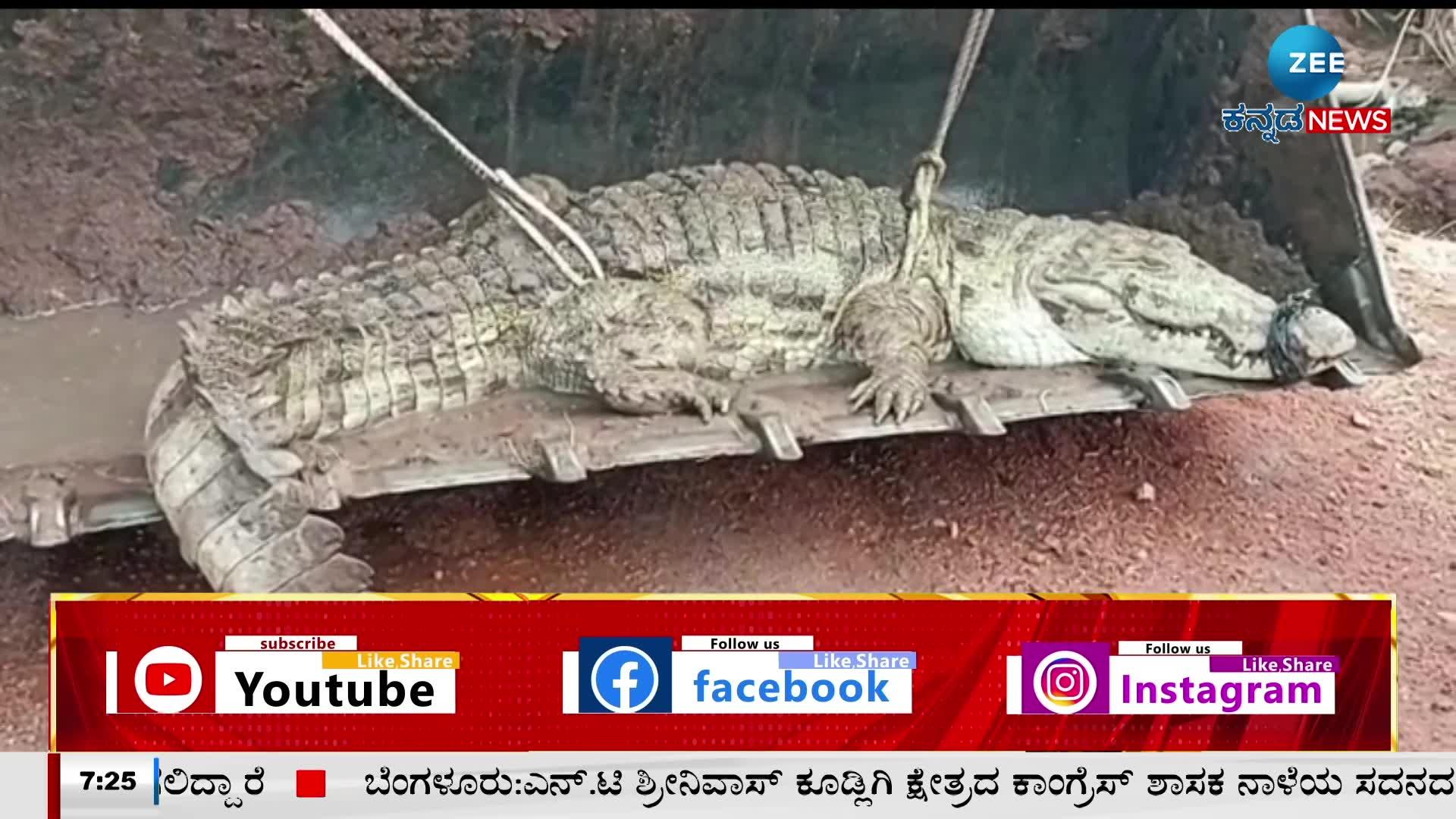 Use of bulldozer to catch huge crocodile