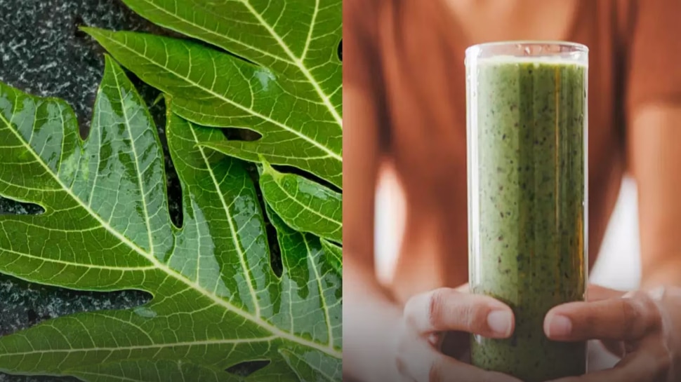 Papaya leaf juice increases platelet count in three days ಪಪ್ಪಾಯಿ ಎಲೆಯ