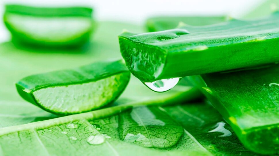 Amazing benefits of aloe vera..Try it..! ಅಲೋವೆರಾದಿಂದಾಗುವ ಅದ್ಭುತ ಪ್ರಯೋಜನಗಳಿವು..ಟ್ರೈ ಮಾಡಿ ನೋಡಿ